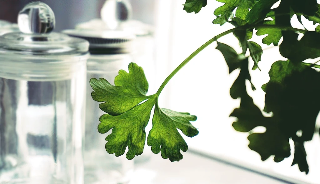 Indoor herb garden